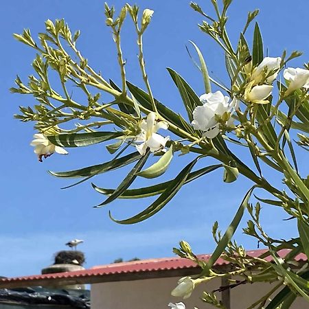 Herdade Dos Salgados Do Fialho Faro Ngoại thất bức ảnh