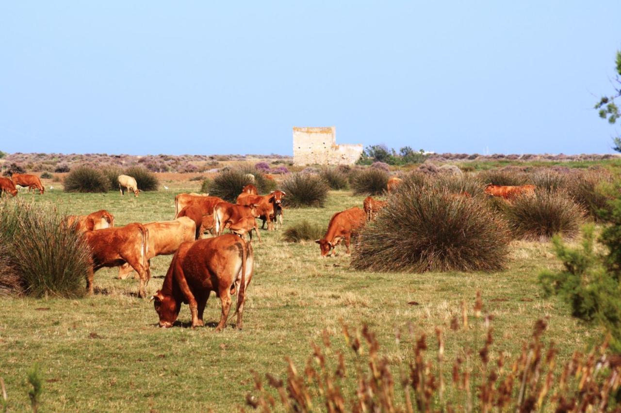 Herdade Dos Salgados Do Fialho Faro Ngoại thất bức ảnh