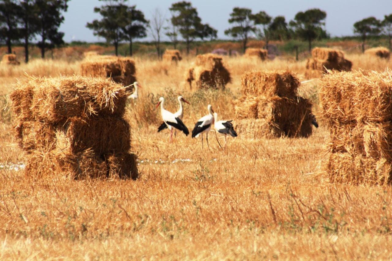 Herdade Dos Salgados Do Fialho Faro Ngoại thất bức ảnh