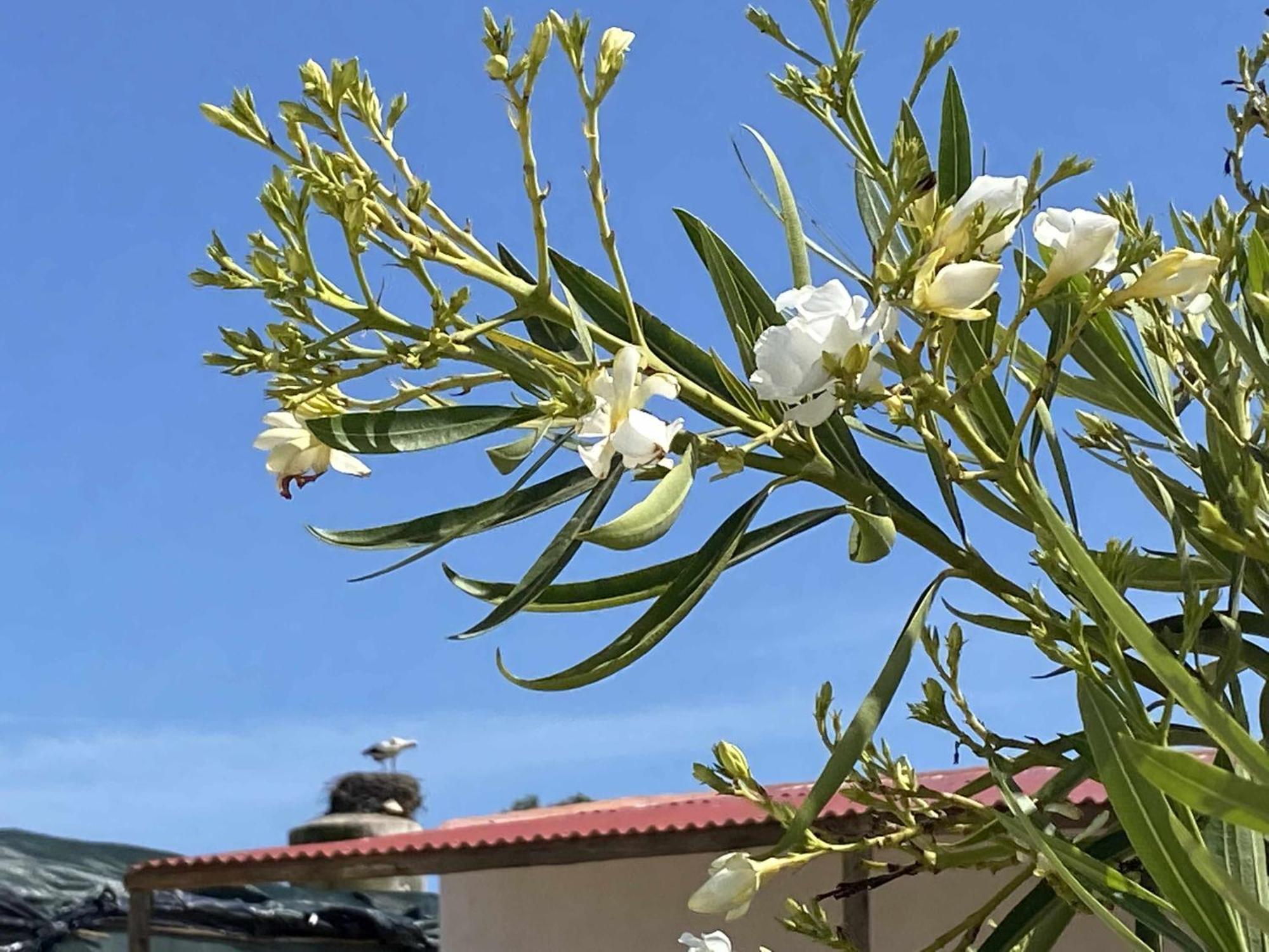 Herdade Dos Salgados Do Fialho Faro Ngoại thất bức ảnh